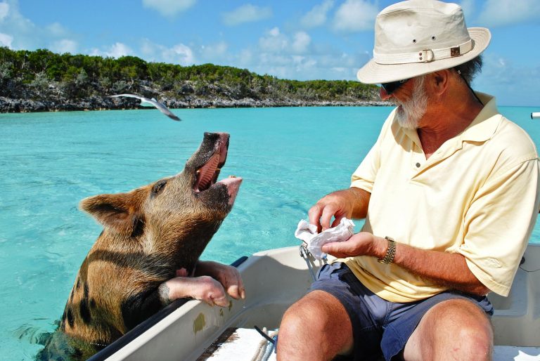 Exuma’s swimming pigs hit Forbes Life