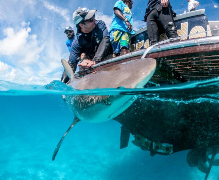 A Holiday with Teeth: How You Can Help Sharks While On Vacation