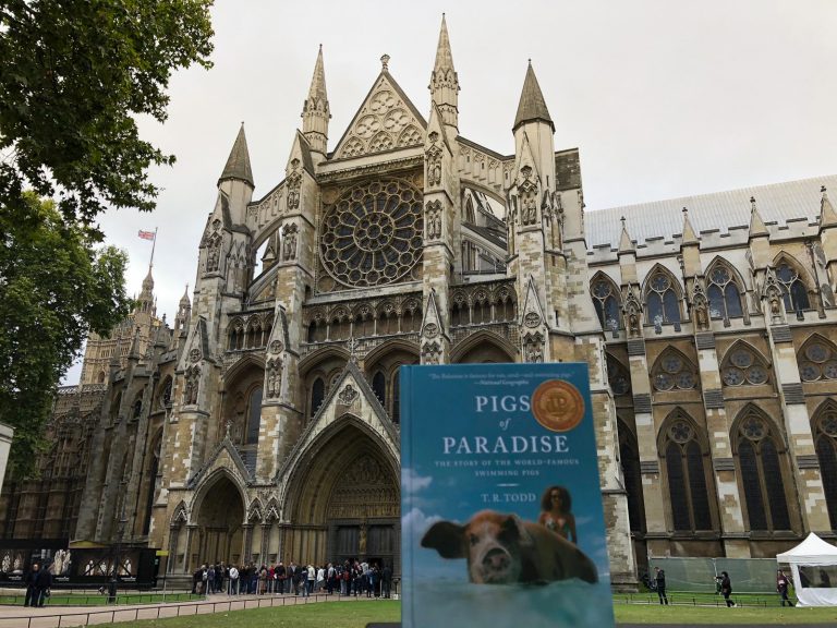 ‘Pigs of Paradise’ swims the pond to London